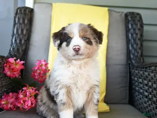 Australian Shepherd dogs for sale: Roscoe - Ad 2