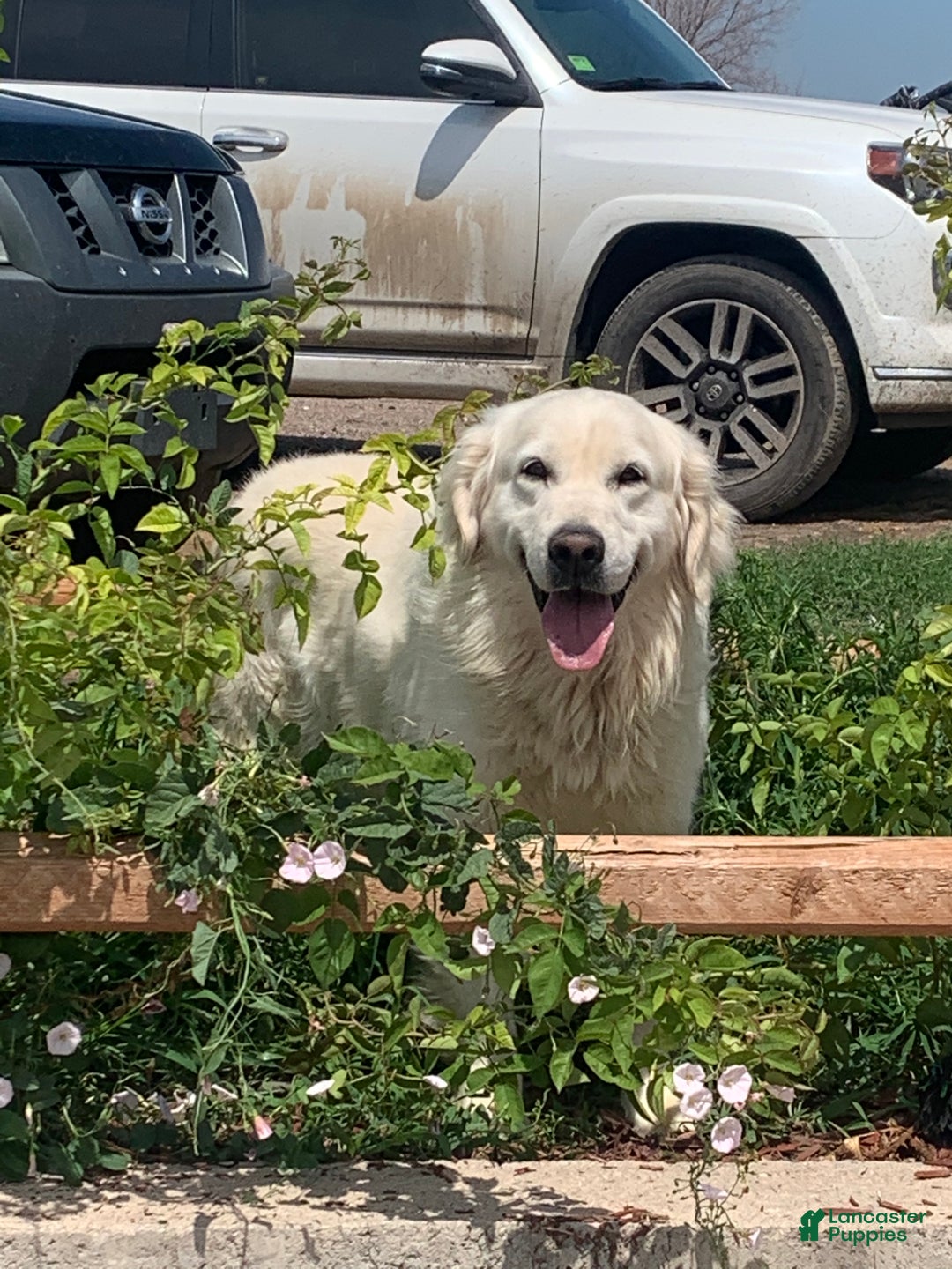 Golden Retriever dogs for sale: Pink collared female  - Ad 2