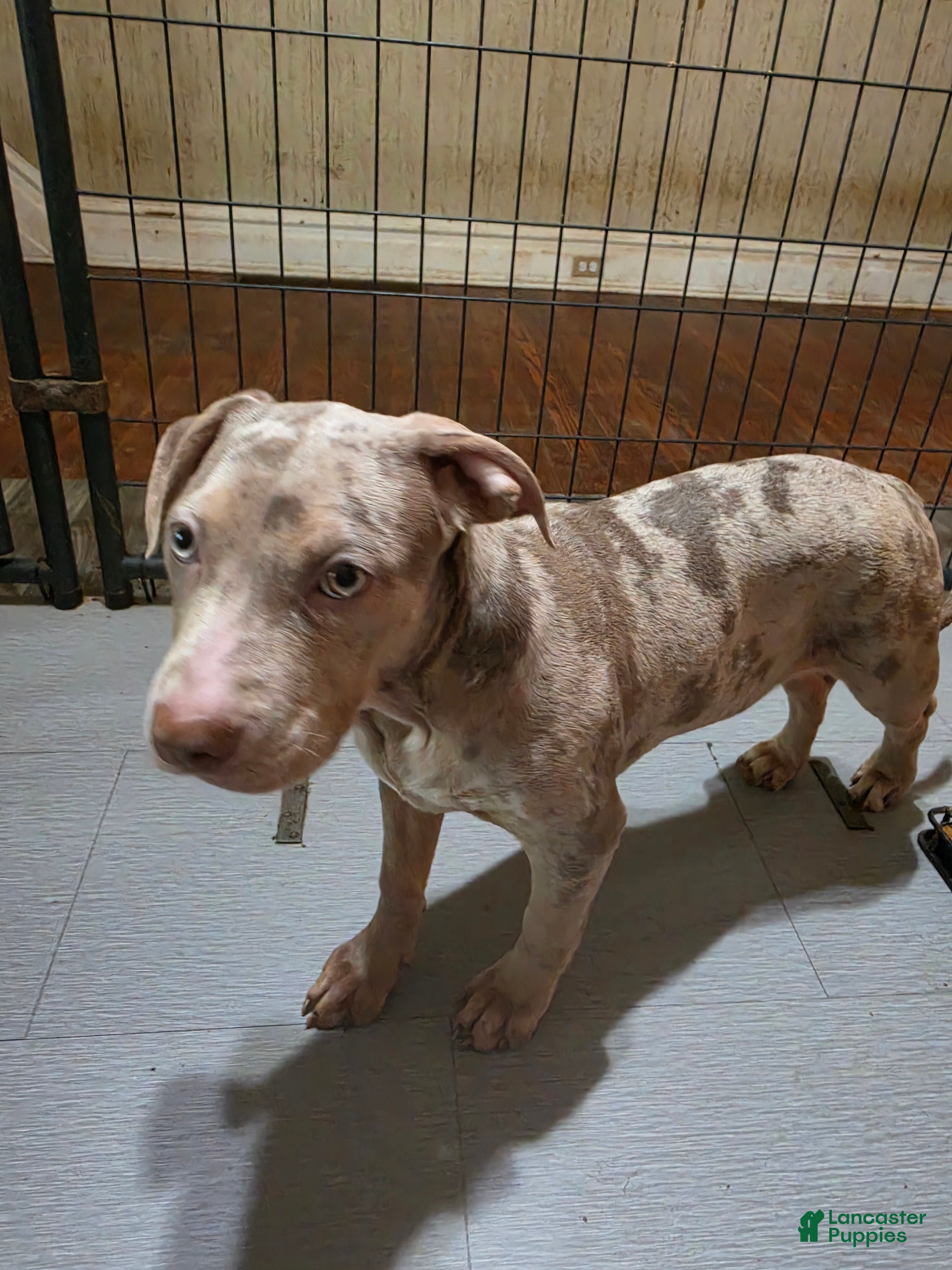 American Bully dogs American Bully 4 female - Ad 1