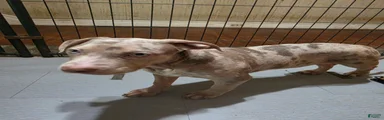 American Bully 4 female