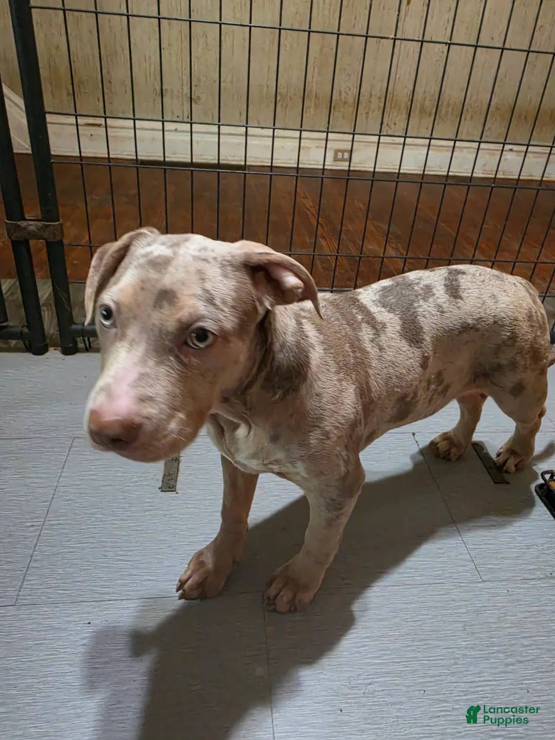 American Bully dogs for sale: American Bully 4 female - Ad 1