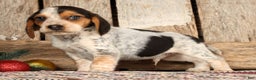 Beagle dogs for sale: Dasher - Ad 3
