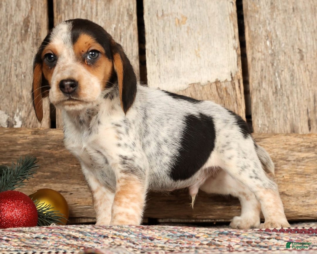 Beagle dogs for sale: Dasher - Ad 3
