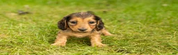 Miniature Dachshund dogs for sale: Milo  - Ad 2