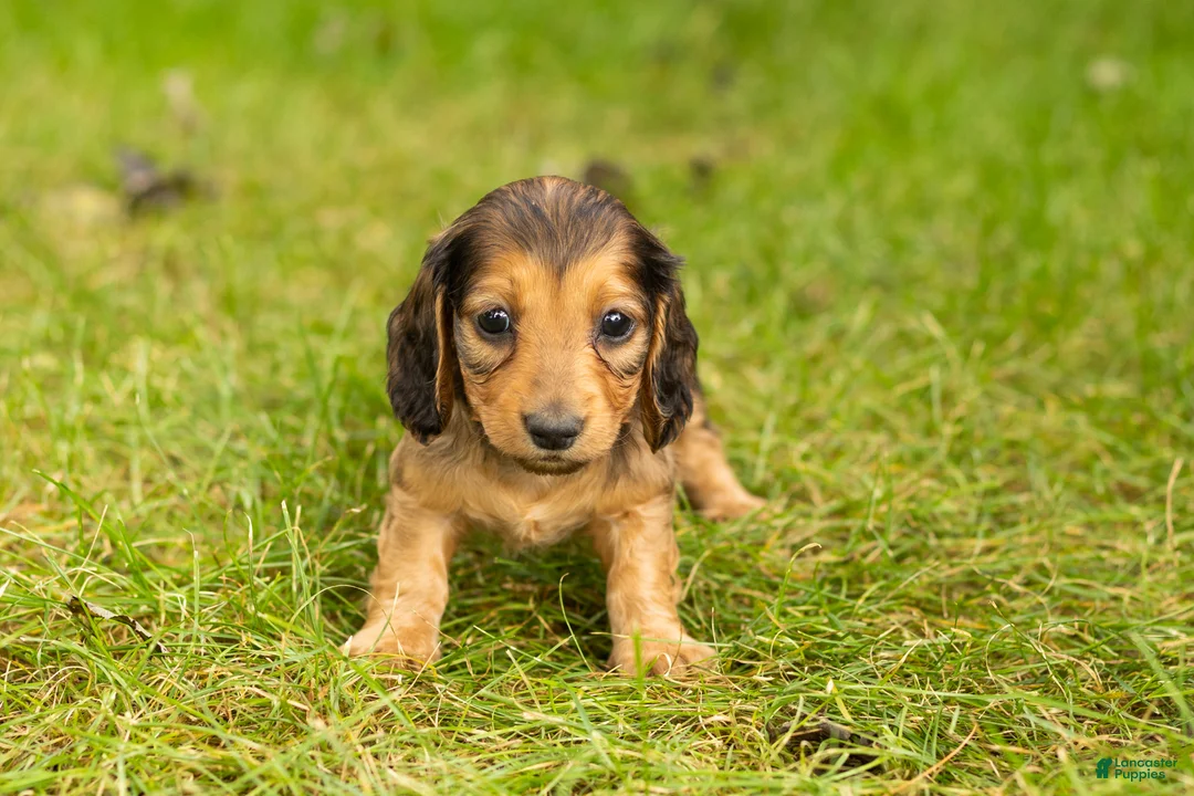 Miniature Dachshund dogs for sale: Milo  - Ad 2