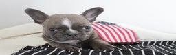 Frenchton dogs for sale: Bella  - Ad 22