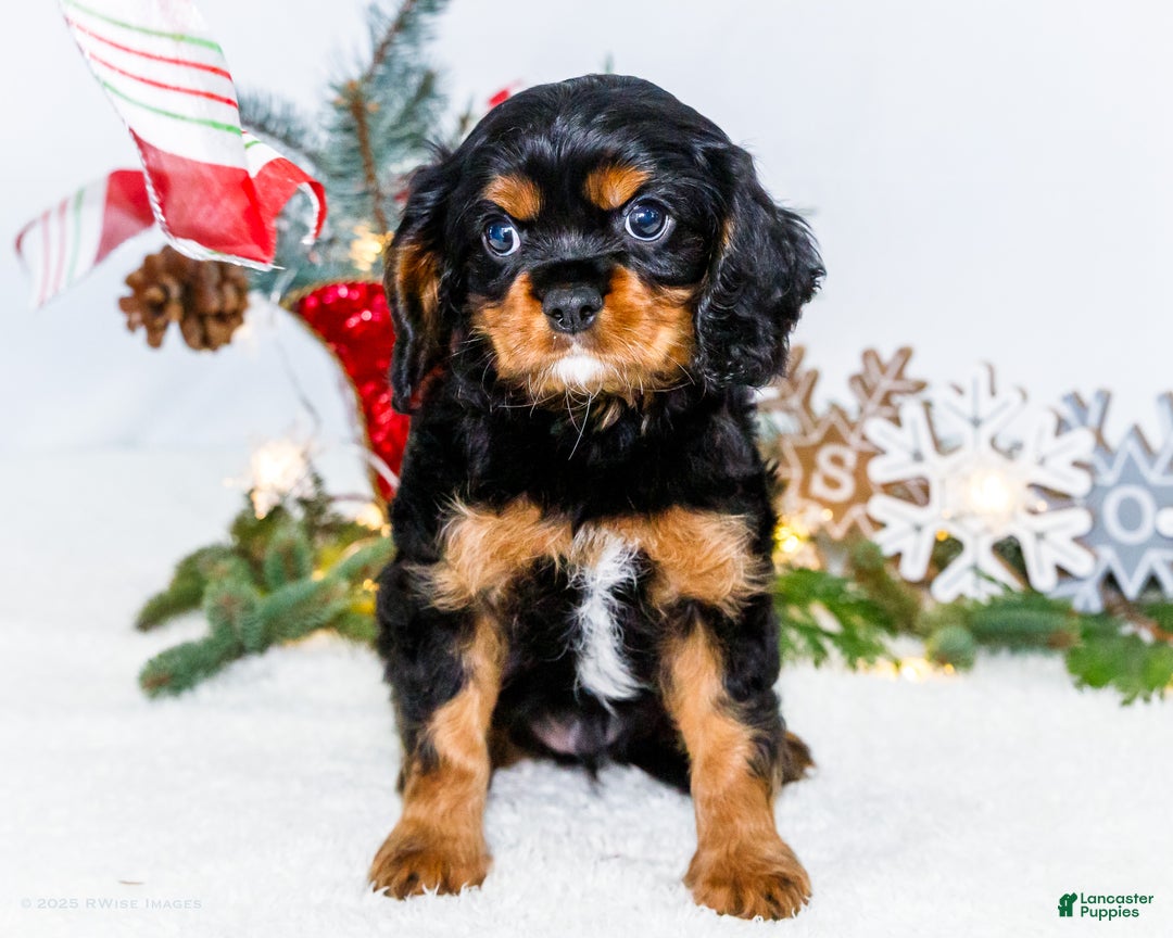 Cavalier King Charles Spaniel dogs for sale: Cocoa - Ad 8