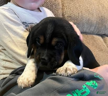 Beagle dogs Redd - Ad 42