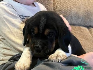 Beagle dogs Redd - Ad 34