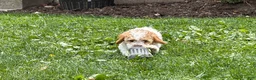 Cockapoo dogs for sale: Daisy  - Ad 6