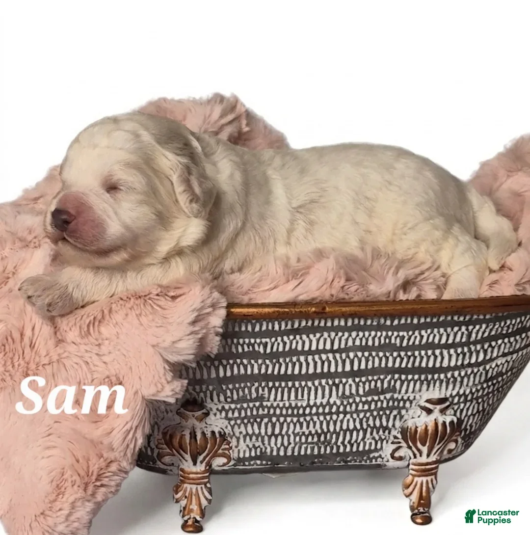 Mixed Breed dogs for sale: Sam - Ad 2