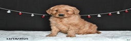 Golden Retriever dogs for sale: Abby - Ad 4