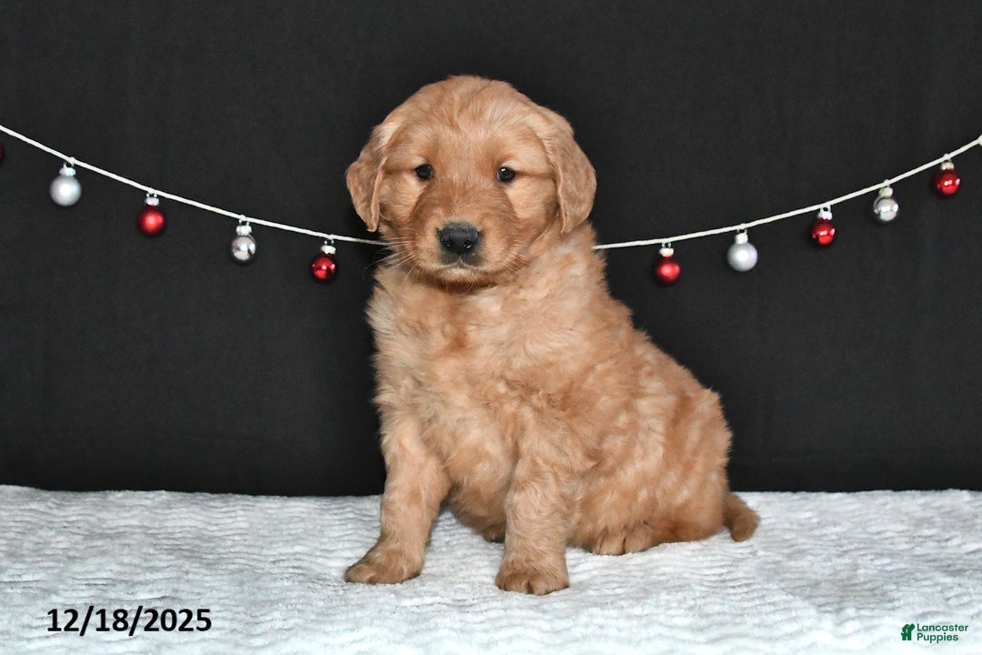 Golden Retriever dogs for sale: Abby - Ad 4