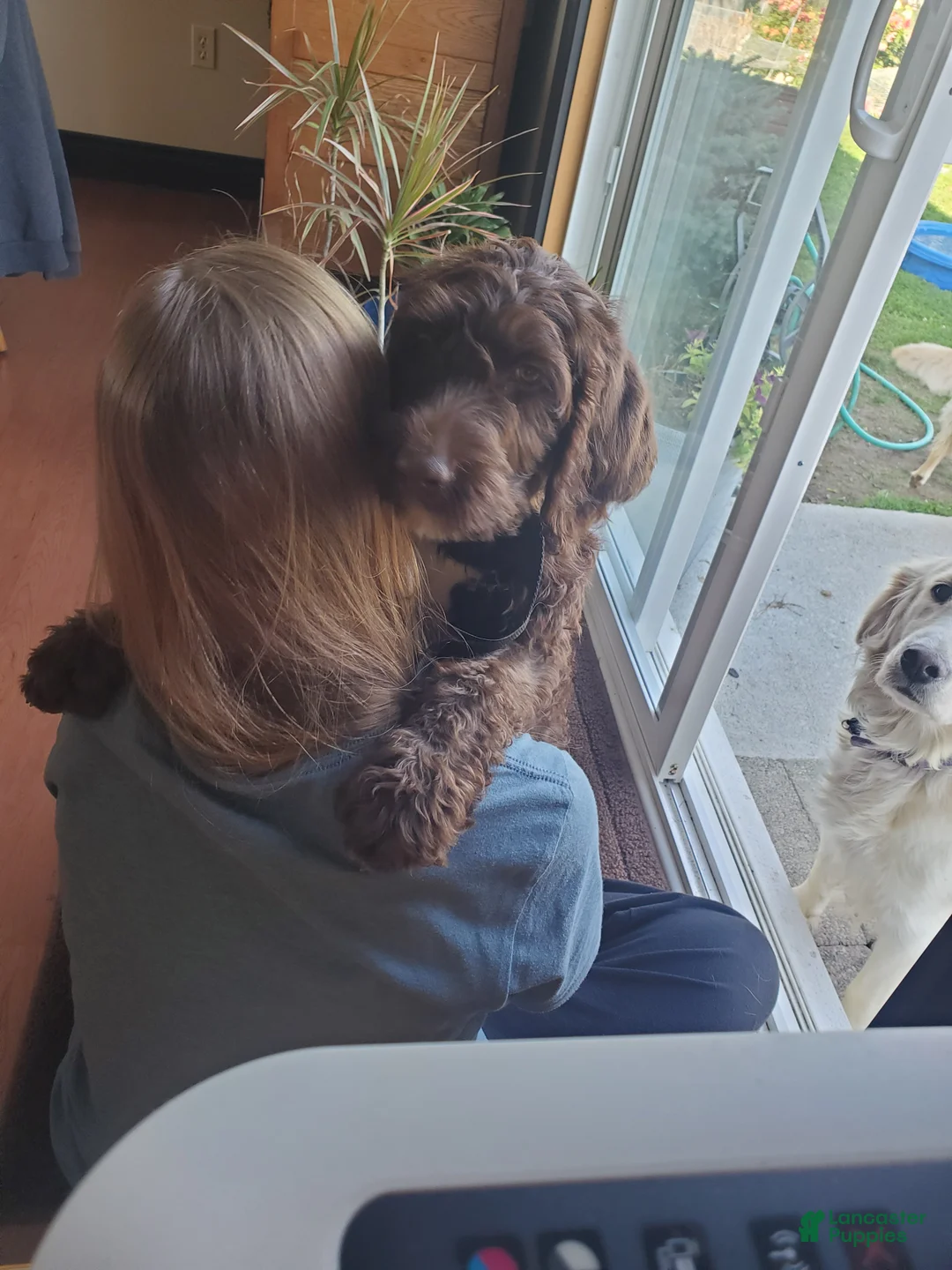 Labradoodle dogs for sale: Nikki - Ad 6