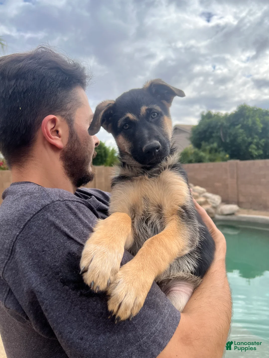 German Shepherd dogs for sale: German Shepherd Puppy 5 - Ad 1