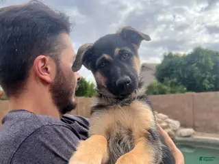 German Shepherd dogs German Shepherd Puppy 5 - Ad 2