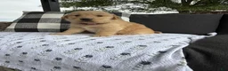Golden Retriever dogs for sale: Hazel - Ad 6