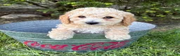 Bichpoo dogs for sale: Jace - Ad 2