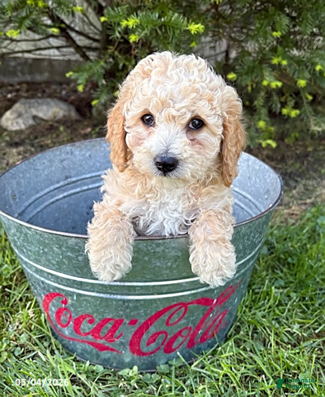 Bichpoo dogs for sale: Jace - Ad 2