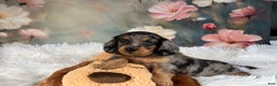 Miniature Dachshund dogs for sale: AKC-Maggie - Ad 9