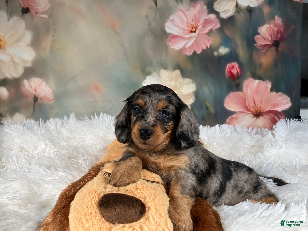 Miniature Dachshund dogs for sale: AKC-Maggie - Ad 9
