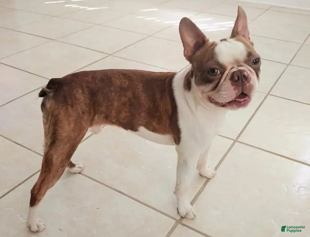 Boston Terrier dogs for stud: Winston - Ad 7