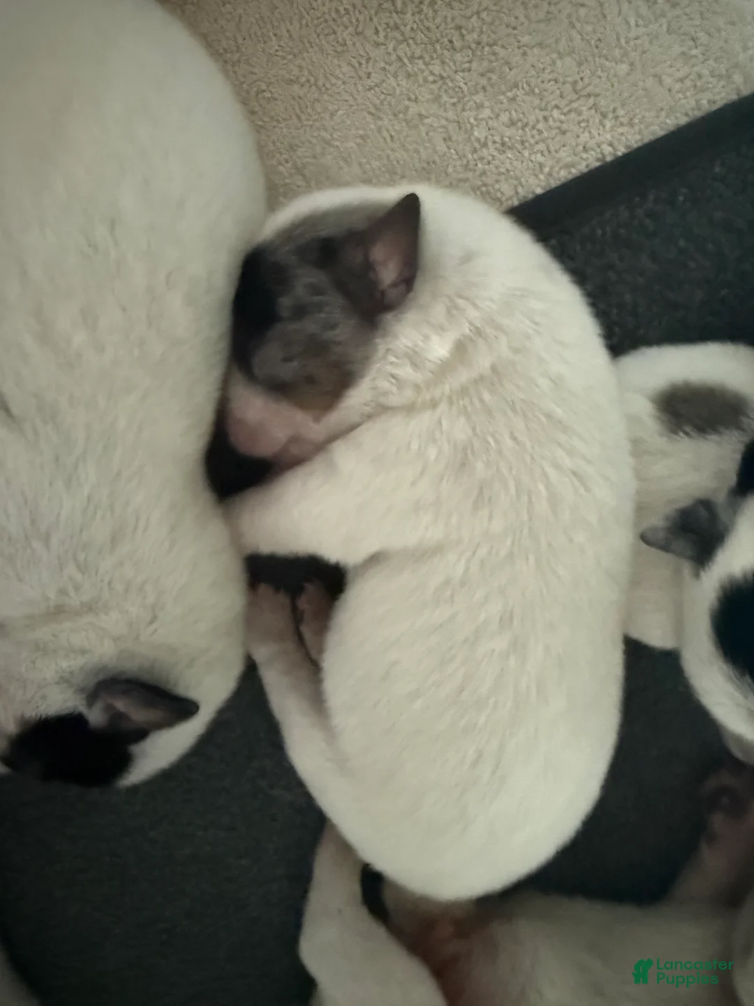 Australian Cattle Dog dogs for sale: Puppy 7 - Ad 1