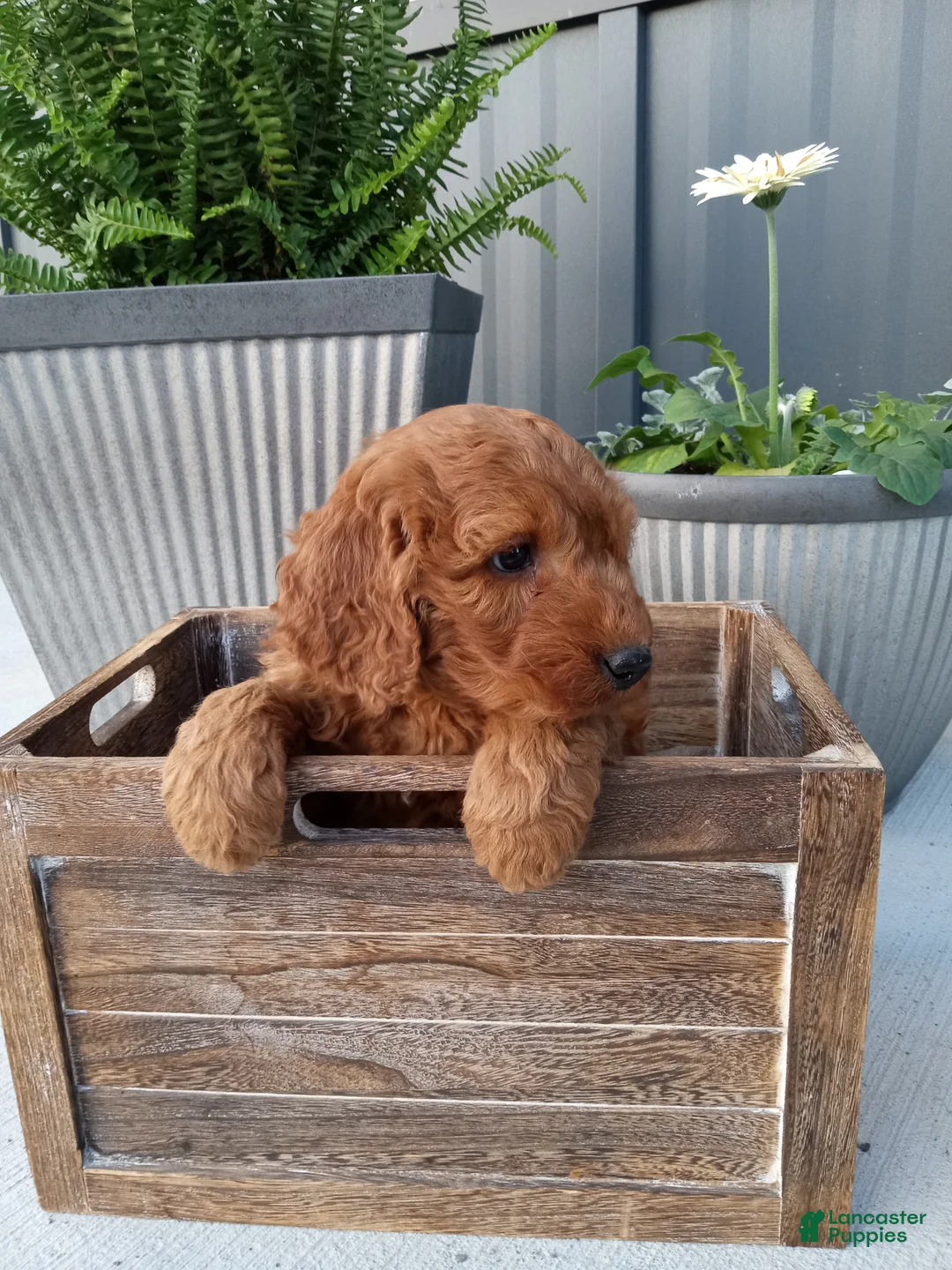 Mini Goldendoodle dogs for sale: Calvin F1b - Ad 9