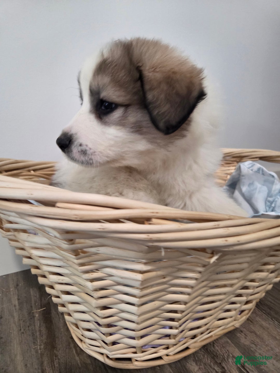 Great Pyrenees dogs for sale: Spot - Ad 6