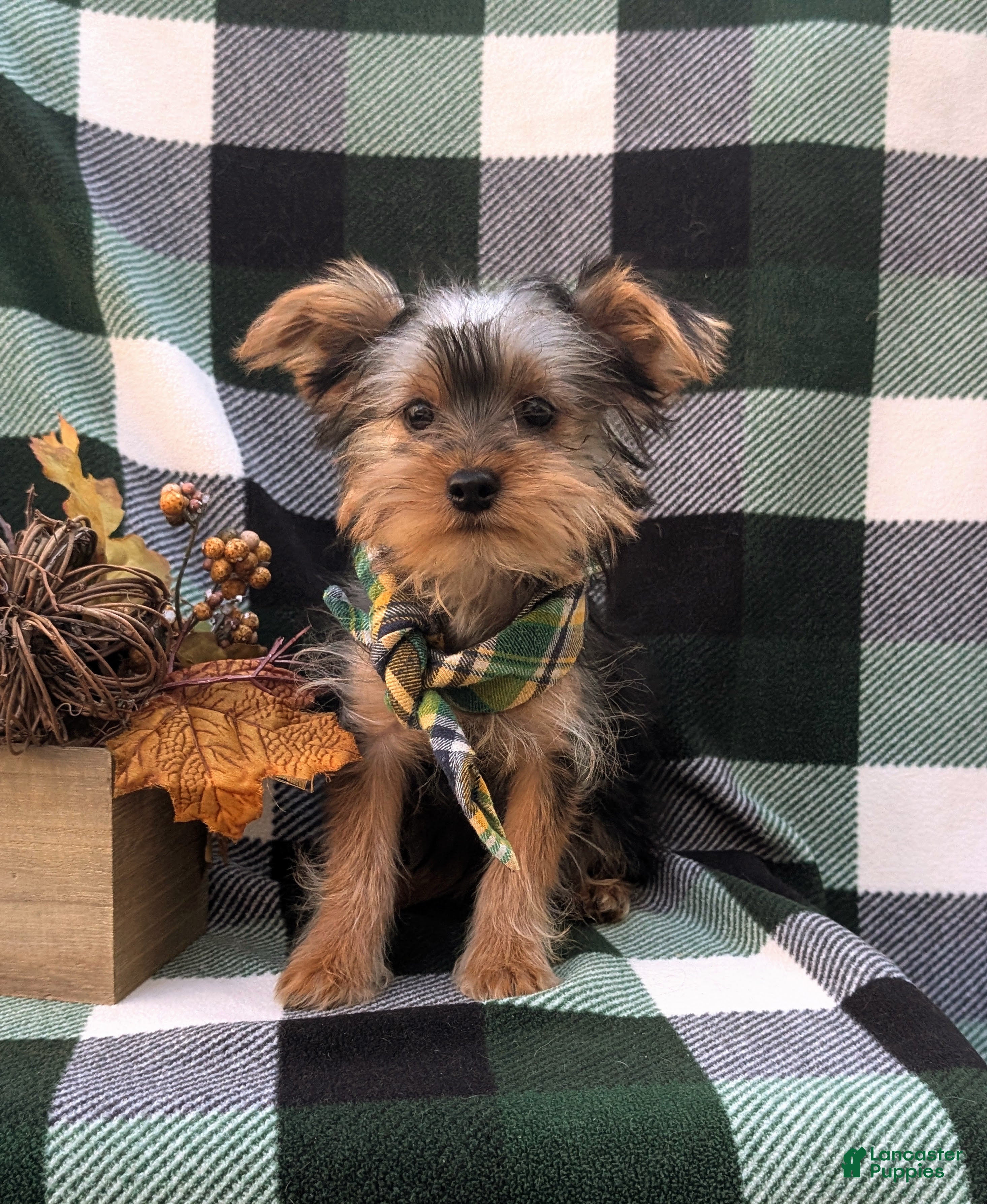 Yorkshire Terrier dogs Murphy - Ad 6
