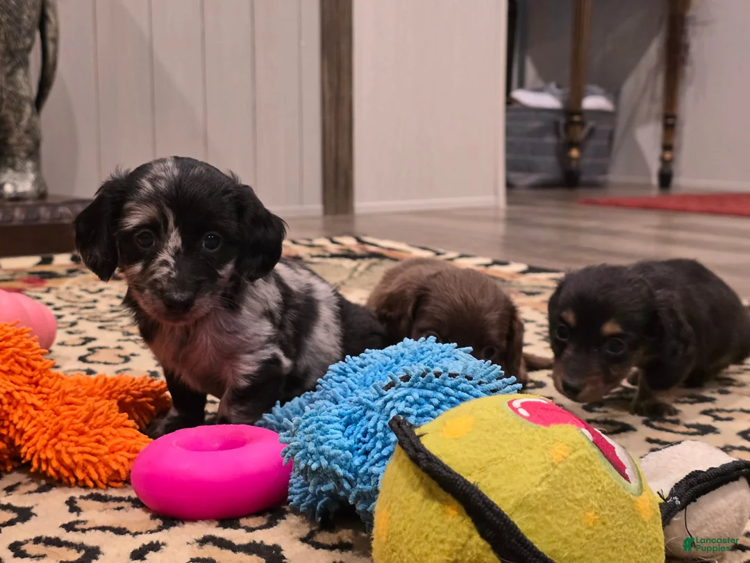 Dachshund dogs for sale: Dachshund 2 - Ad 2