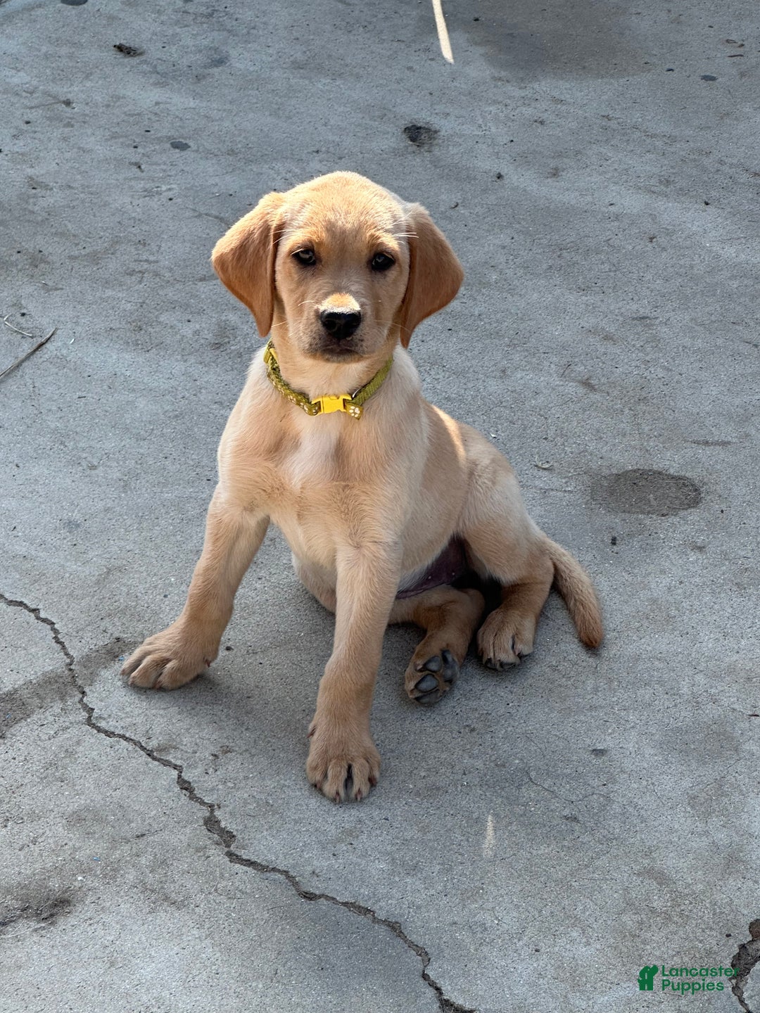 Labrador Retriever dogs for sale: Labrador Retriever Puppy 4 - Ad 12