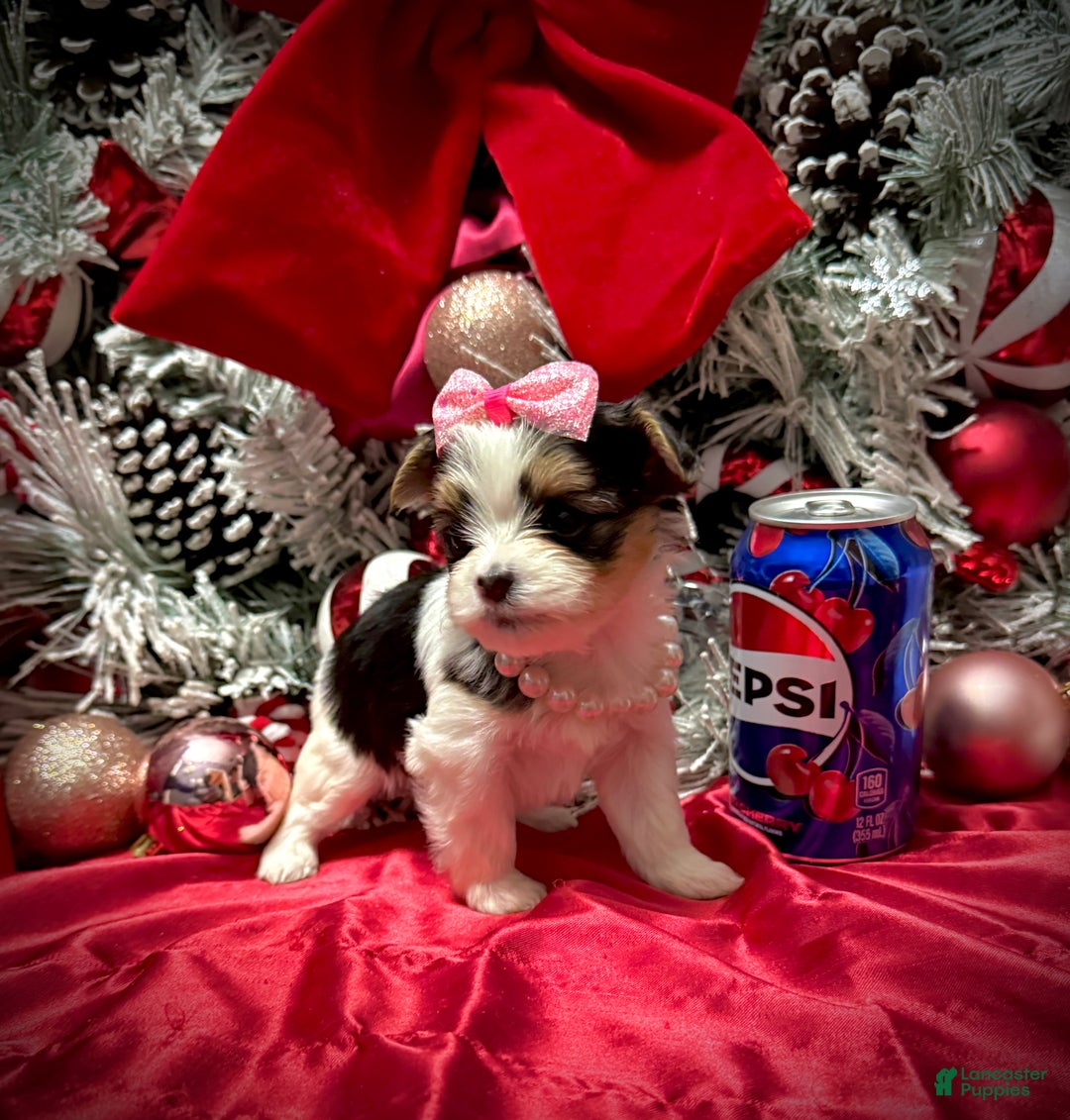 Yorkshire Terrier dogs for sale: Dot - Ad 1