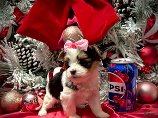 Yorkshire Terrier dogs Dot - Ad 21