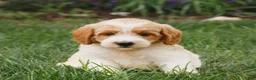 Miniature Labradoodle dogs for sale: Freddy  - Ad 3
