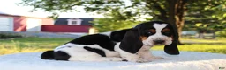 Basset Hound dogs for sale: Prince - Ad 4