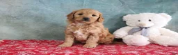 Mini Goldendoodle dogs for sale: Flowers - Ad 2