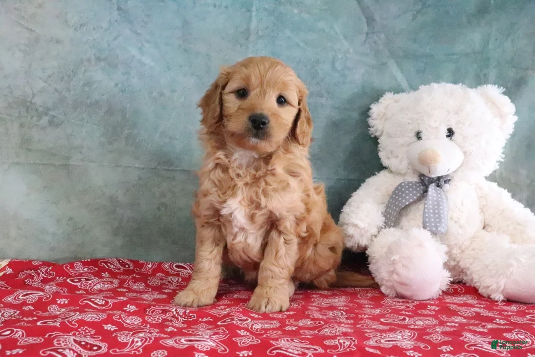 Mini Goldendoodle dogs for sale: Flowers - Ad 2