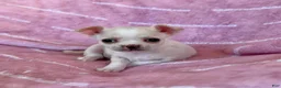 Chihuahua dogs for sale: Chloe Smooth Coat Cream - Ad 5