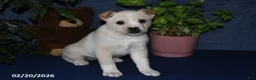 Mixed Breed dogs for sale: Shelia - Ad 3