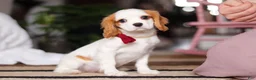 Cavalier King Charles Spaniel dogs for sale: Weston - Ad 2