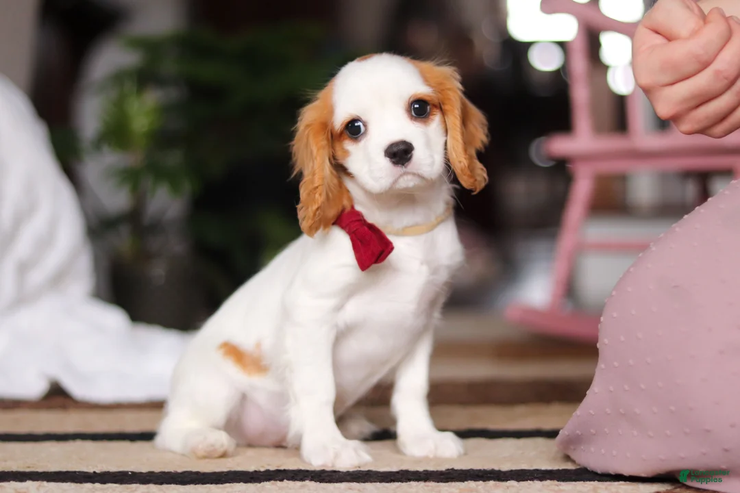 Cavalier King Charles Spaniel dogs for sale: Weston - Ad 2