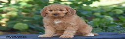Cavapoo dogs for sale: Carson - Ad 3