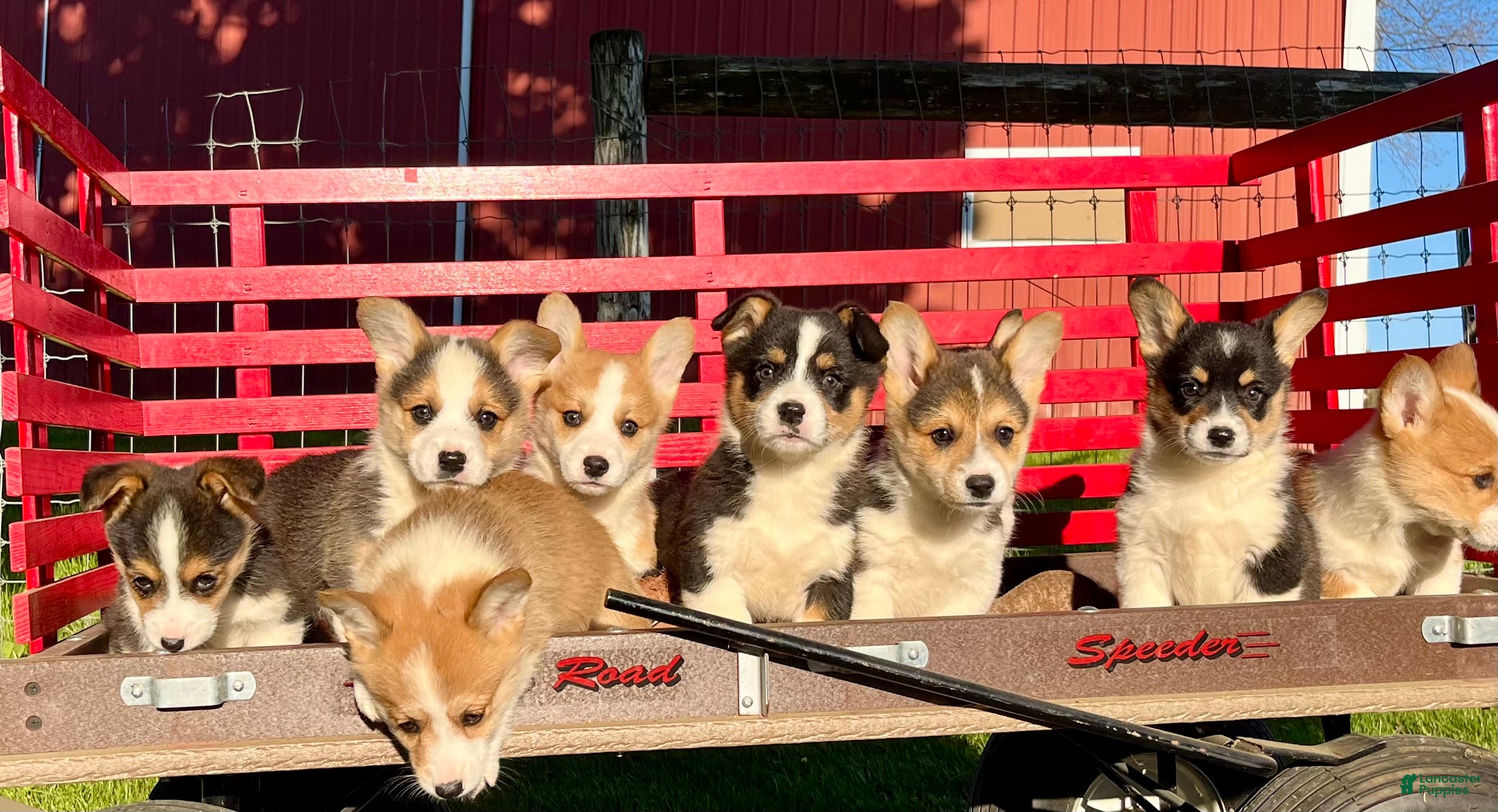 Welsh Corgi Pembroke dogs THeresa🐾❤️Akc Genetic Tested CLear ❤️Text 717-297-7560 - Ad 29