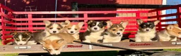 Welsh Corgi Pembroke dogs for sale: Theresa🐾❤️Akc Genetic Tested CLear ❤️ - Ad 1