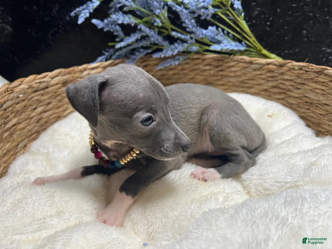 Italian Greyhound dogs for sale: Italian Greyhound 1 - Ad 10