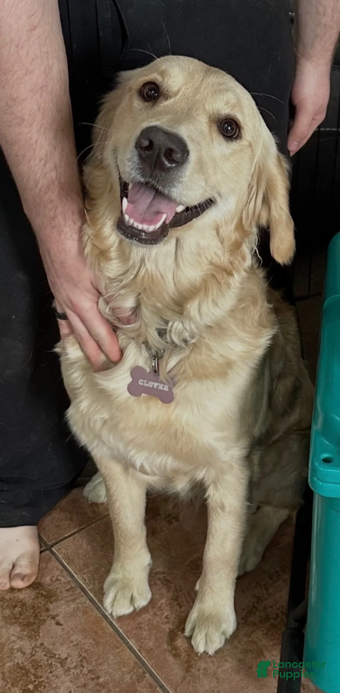 Golden Retriever dogs for sale: Muffin - Ad 2
