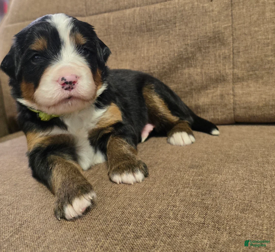 Miniature Bernese Mountain Dog dogs for sale: Mojito - Ad 1