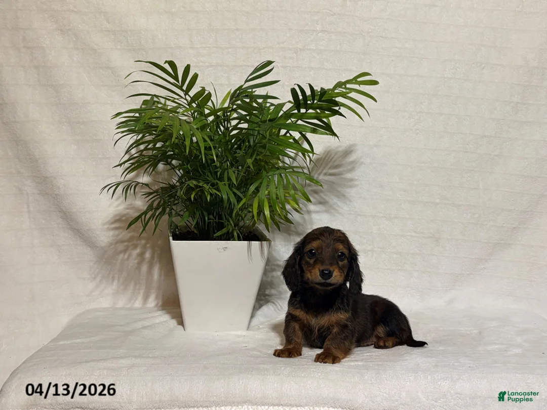 Miniature Dachshund dogs for sale: Lester - Ad 2