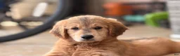 Mini Goldendoodle dogs for sale: Mini Goldendoodle -Lady MAY - Ad 2